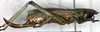 Austrosalomona personafrons Rentz, 1988: female, lateral view (paratype). (Otu).