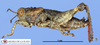 CollectionObject 1513125; fb0b2a3e-cae3-46d8-88a3-b311542cfdfc: male, lateral view (holotype). (CollectionObject).