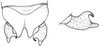 Erioloides longinoi Naskrecki & Cohn, 2000: male cerci. (Otu).