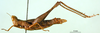 CollectionObject 1502719; 3799a019-e571-4190-a9f7-5de9babf1a62: female, lateral view (allotype). (CollectionObject).