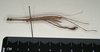 CollectionObject 1561961; 5dacd439-b6b6-40b9-978a-facdc904eb9e: copyright MIZ. male, lateral view (holotype). (CollectionObject).