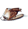 Pygofer, lateral view on Bundera onukiiformis Dietrich, Nguyen & Pham, 2020: holotype, genital capsule. (Observation).