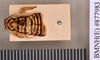 Homalosilpha ustulata (Burmeister, 1838): Lectotype, juvenile, dorsal. BMNH(E)#877983. (Otu).
