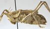 male habitus, lateral view (paratype). Depicts Mongolodectes kaszabi Bazyluk, 1972, an Otu.