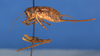CollectionObject 1535534; MNCN1.244, 4745328b-cc2d-4899-8c76-f081dca45ef9: female, lateral view (lectotype). (CollectionObject).