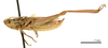 CollectionObject 1575342; 4bb9eb39-709e-4a70-826d-be80ebe74d97: male, lateral view (paratype of Euchorthippus declivus stichai Maran, 1954). (CollectionObject).