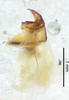 CollectionObject 1523729; d228cabd-fe4c-40ee-b581-141509ab95a0: male genitalia, lateral view (holotype). (CollectionObject).