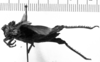 CollectionObject 1518538; e38c4f74-9a3f-49b0-815f-c032e298ab48: Image Carbonell, C.S. female, lateral view (holotype of Ommexecha sommeri). (CollectionObject).