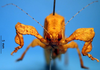 CollectionObject 1530853; 48b10db1-86f1-4d43-bf97-7f6d4cd4e0bd: male, frontal view (paratype). (CollectionObject).