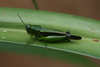 FieldOccurrence 63; b9eb4b87-0a40-469e-8e89-23612ff5bb9f; Tanzania
Kidia Mt Kilimanjaro southern slopes, 2013/03/04: female. (FieldOccurrence).