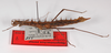 CollectionObject 1560290; 5e5d5267-cb7e-4862-a146-e301633140c8: copyright ZMB, Berlin. female, lateral view (paratype). (CollectionObject).;CollectionObject 1560291; 87646c42-9267-43be-8965-edf15a749cc9: copyright ZMB, Berlin. female, lateral view (paratype). (CollectionObject).;CollectionObject 1560292; 683d12e7-949b-4b50-9136-a19dccf017fc: copyright ZMB, Berlin. female, lateral view (paratype). (CollectionObject).