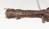 CollectionObject 1561325; NMW 212, 61f808f3-c8d6-49c6-ae8b-b0529a91759e: copyright NMW, Vienna. female: head & thorax, dorsal view (holotype). (CollectionObject).