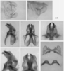 male genitalia. Depicts Melanoplus glaucipes (Scudder, 1875), an Otu.