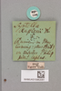 CollectionObject 1518326; 581ace6c-0fe9-43c1-b086-0ffbdba04763, NHMUK015982081: labels (lectotype). (CollectionObject).