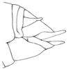 Tela chlorosoma Hebard, 1932: Fig. 3. female abdomen tip, lateral view. (Otu).