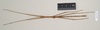 CollectionObject 1561108; bb085ae2-a64c-4e07-b1ad-b9e497c225c9: copyright Natural History Museum, London. male (paratype). (CollectionObject).;CollectionObject 1561109; 567f5c8d-8803-402e-86cd-e62a71379f1a: copyright Natural History Museum, London. male (paratype). (CollectionObject).
