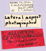 CollectionObject 1499660; 36cdc385-d035-41d5-abd3-aacd58ad1b3b: labels (allotype). (CollectionObject).