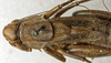 CollectionObject 1535155; b90b6a18-5563-4981-a9ce-c00e575682b5: male, dorsal view (syntype). (CollectionObject).