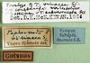 CollectionObject 1501824; e2756f69-a9e4-4023-b5df-bd39d4037a5b: labels (paralectotype of Taphronota vinacea). (CollectionObject).