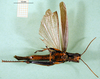CollectionObject 1501220; 38ee5e3a-e745-4417-bdb7-a2421872ff0a: male, ventral view (syntype). (CollectionObject).