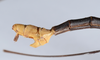 CollectionObject 1560560; 24a9f81f-b1c5-41c3-9fef-8a99e6bdb5b9: copyright ANSP. male: end of abdomen, lateral view (holotype). (CollectionObject).