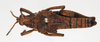 CollectionObject 1540654; d2e4533f-779b-4c16-baab-91ecc2dab29f: male, dorsal view (holotype of Chrotogonus bloyeti). (CollectionObject).