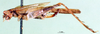 CollectionObject 1578813; b9431a05-a964-4ae6-8f95-8d3a7af0f5fa: female, lateral view (syntype). (CollectionObject).