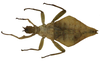 CollectionObject 1582866; Depo SF.DepoID 3769, Coll. RC 16-183, 47f20532-0609-408b-bc4f-cf546a3b39dd: copyright Royce Cumming. female, ventral view (paratype). (CollectionObject).
