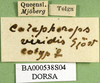 CollectionObject 1581463; 4eab29d9-e52a-4630-8bf8-13b50628c52f, DORSA BA000538S04: labels (paralectotype). (CollectionObject).