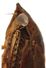 Head on Coarctana oricula Domahovski & Cavichioli, 2023: Male holotype [DZUP]: head, pronotum and mesonotum, lateral view. (Observation).