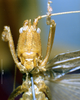CollectionObject 1516536; NNM 3224766, 865316f2-491c-431b-a8a8-adb7e14dd5a9: male frons (paratype). (CollectionObject).
