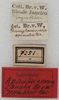 CollectionObject 1532123; NMW 7251, 6caafc8d-56bd-44ad-aed9-ee52b3bb9012: labels (syntype). (CollectionObject).