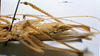 CollectionObject 1506480; MHNG 3225776, 5beb5cc5-e7d8-4761-80f6-308c019d33af: female, ventral view. (CollectionObject).