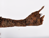 CollectionObject 1559464; b7c94d0d-8338-4d5b-93e6-57b6c0da12d6: copyright ZMHB, Berlin. Female: end of abdomen, lateral view of synonym Prisomera strumosus (holotype). (CollectionObject).