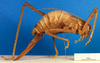 CollectionObject 1475558; 91736996-e969-4520-bb0c-fbc121df387d, DORSA BTphicorS03: female, lateral view (syntype). (CollectionObject).