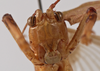 CollectionObject 1534702; f6a49883-4a52-4f0c-8e85-2f41d2782e43: male face (syntype of Mataeus longipennis). (CollectionObject).