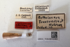 Other: !! display not done !! on Bothriocera transversa Caldwell, 1943: (Observation).