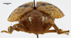 Head on Eucameruna nigrostriata Synave, 1979: (Observation).