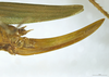 Tenerasphaga mbulu Hemp, 2018: ovipositor. (Otu).
