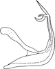 Aedeagus, lateral view on Edwardsiana crataegi (Douglas, 1876): Aedeagus, lateral view. (Observation).