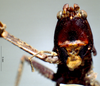 CollectionObject 1516497; 17c0fc46-57b1-4dd1-8409-b7282217be34: male frons (syntype). (CollectionObject).