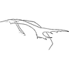 Pygofer, lateral view: Pygofer, lateral view. (Observation).