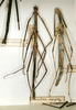 CollectionObject 1561679; 1f683d30-d9e2-4eb5-824d-500da17b24f9: copyright MNHN, Paris. female (syntype on left). (CollectionObject).