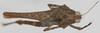 CollectionObject 1577235; 94a6e220-6f82-4ef0-b0ab-9401be90e458: female, dorsal view (paratype). (CollectionObject).