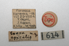 CollectionObject 1530922; NTUC 614, 2ffb84bf-87fd-4ac6-8d5c-d378782476b6: copyright NTUC. labels (holotype). (CollectionObject).