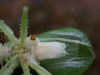 Aerotegmina taitensis Hemp, 2013: 2013. male, ventral view (Taita Mountains, Mount Vuria), 2013. (Otu).