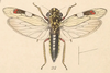 Habitus, dorsal view on Egidemia speculifera (Walker, 1851): (Observation).