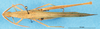 CollectionObject 1507068; 5af54f2f-a836-485b-9fe9-55a654a3e449: male, dorsal view (holotype of Acrida curta). (CollectionObject).