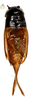 CollectionObject 1517675; f9560a19-504a-457f-b207-0b288f0c9f6b: male, dorsal view (holotype). (CollectionObject).