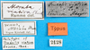 CollectionObject 1500984; 16b2b55a-2ecb-456c-a060-5d4d8a07dd45, MfN 2128: labels (holotype). (CollectionObject).